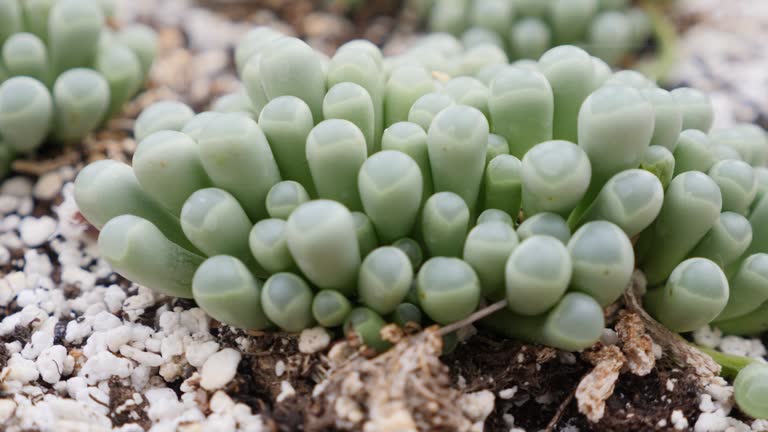 Green Conophytum Ratum succulent plant with compact green fleshy leaves
