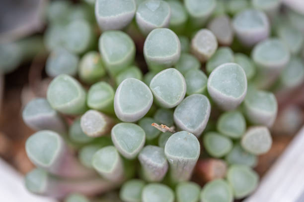 Green Conophytum Ratum succulent plant with compact green fleshy leaves