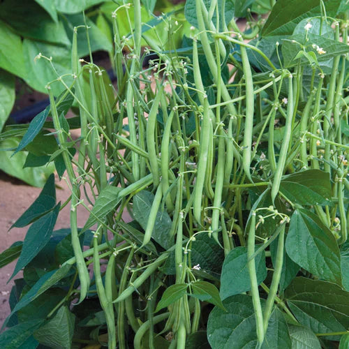 Contender Bean Seeds