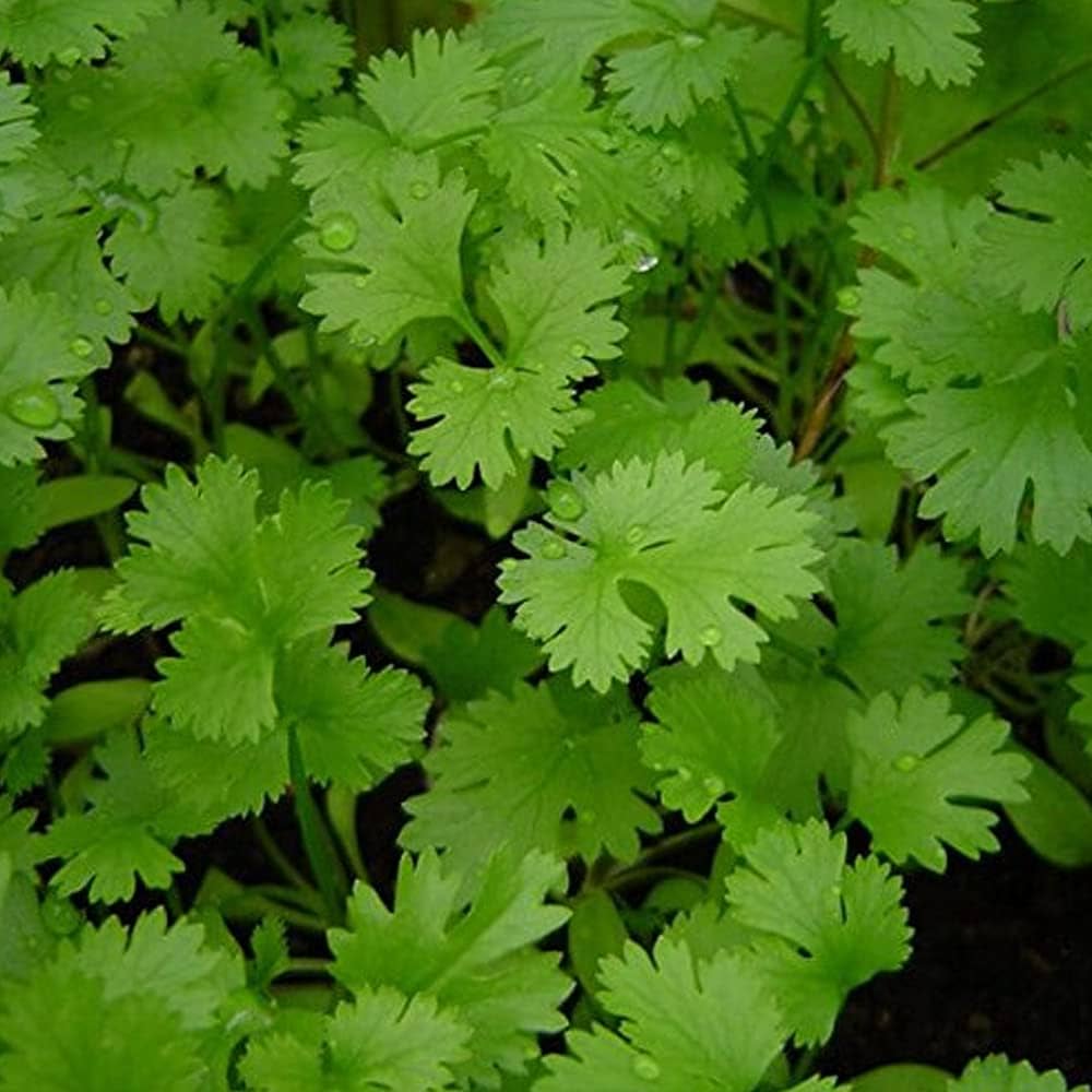 Coriander Seeds