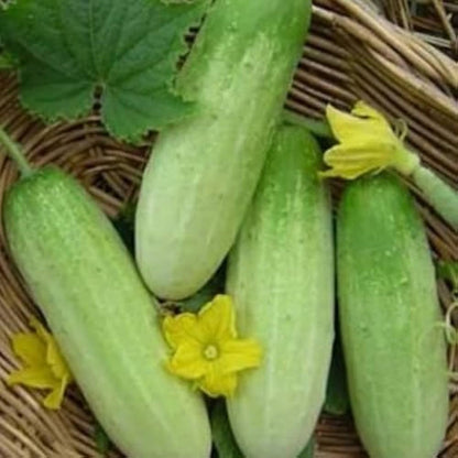 Green Cucumber Seeds for Planting – Heirloom Non-GMO Garden Seeds