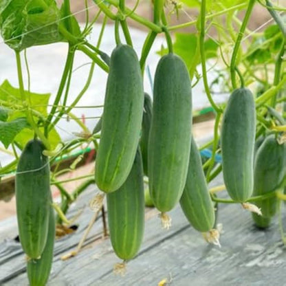 Green Cucumber Seeds