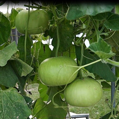 Egusi Melon Seeds