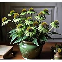 Green Coneflower Seeds for Planting