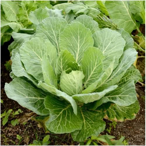 Georgia Collard Greens Seeds