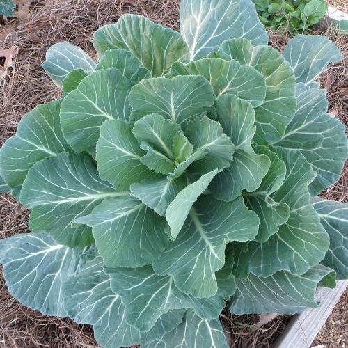 Georgia Collard Greens Seeds