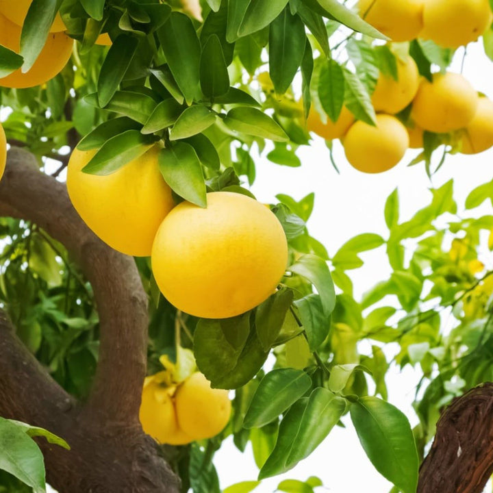 Green Grapefruit Fruit Seeds for Planting – Heirloom Non-GMO Garden Seeds