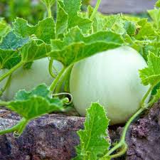 Green Honeydew Melon Fruit Seeds for Planting – Heirloom Non-GMO Garden Seeds