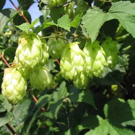Light Green Humulus Lupulus Flower Seeds for Planting
