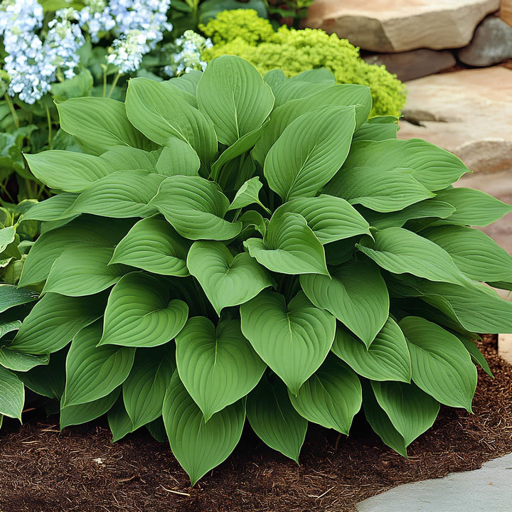 Green Hosta Flower Seeds for planting with lush foliage in a shaded garden