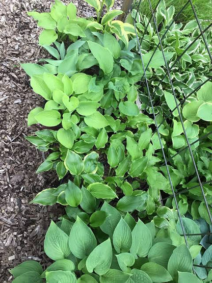 Green Hosta Flower Seeds for planting with lush foliage in a shaded garden