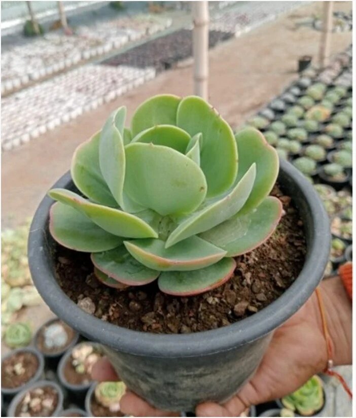 Green Kalanchoe Thyrsiflora succulent plant with broad paddle-shaped green leaves