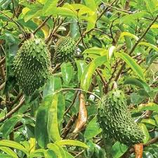 Green Lasiacantha Fruit Seeds for Planting for Growing a Unique Green-Fruited Plant
