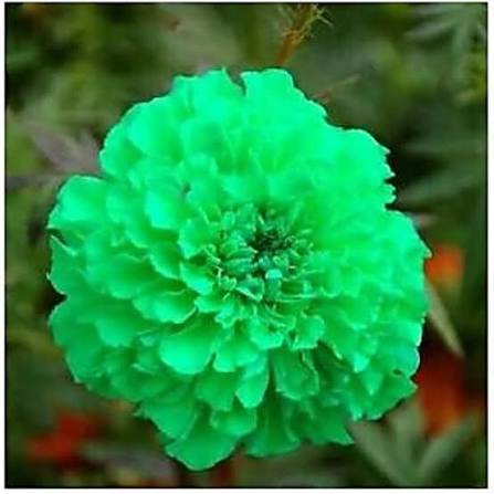 Green Marigolds Growing in Cottage Garden Border