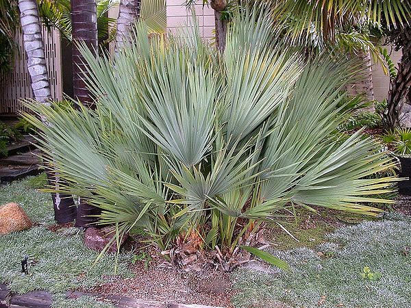 Green Mazari Palm with fan-shaped green foliage grown from seeds