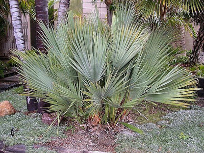 Green Mazari Palm with fan-shaped green foliage grown from seeds