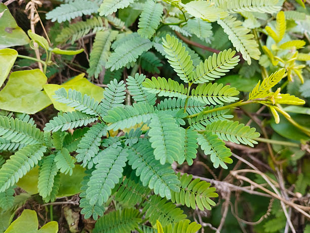 Green Mimosa Pudica plant with delicate green foliage and pink flowers grown from seeds