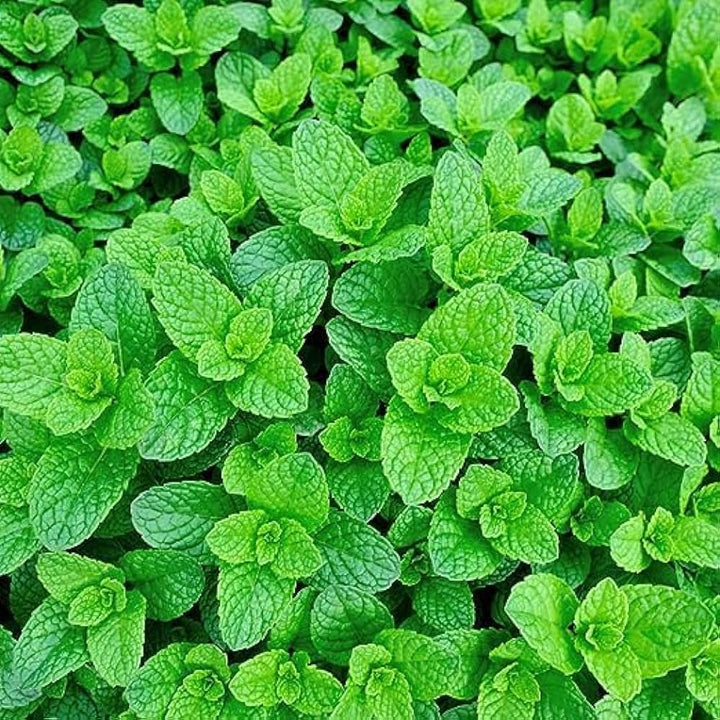Green Mint Herb Seeds for Planting – Heirloom Non-GMO Garden Seeds