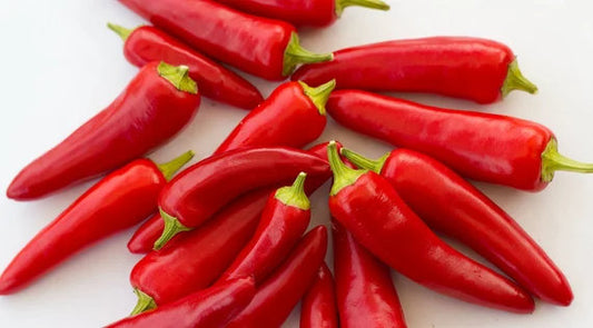 Mirasol pepper plant with upright green and ripe red chili peppers growing in a sunny home vegetable garden.