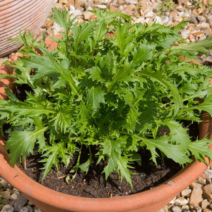 Green Mizuna leafy green vegetable plants growing in a garden