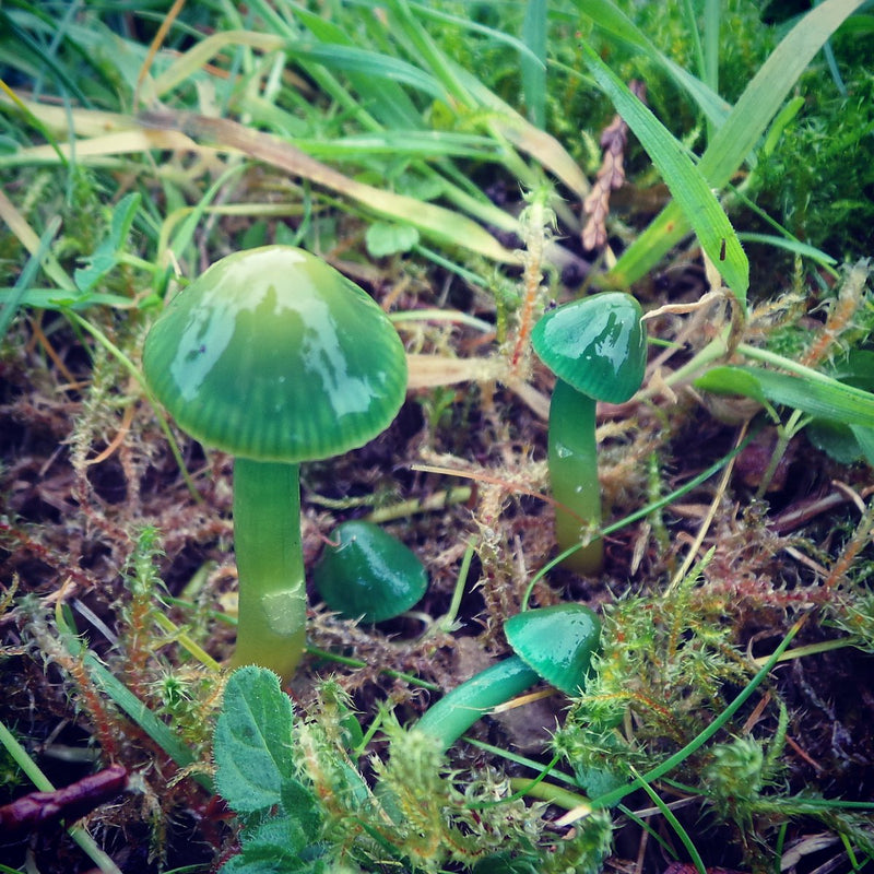 Green Mushroom Seeds for Planting – Heirloom Non-GMO Garden Seeds