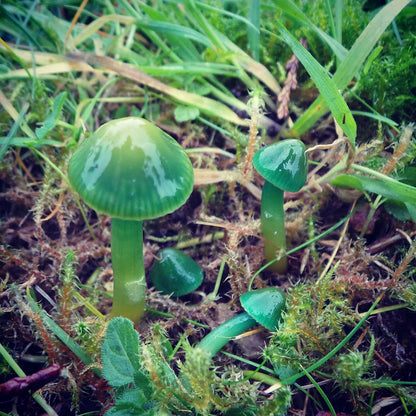 Green Mushroom Seeds for Planting – Heirloom Non-GMO Garden Seeds