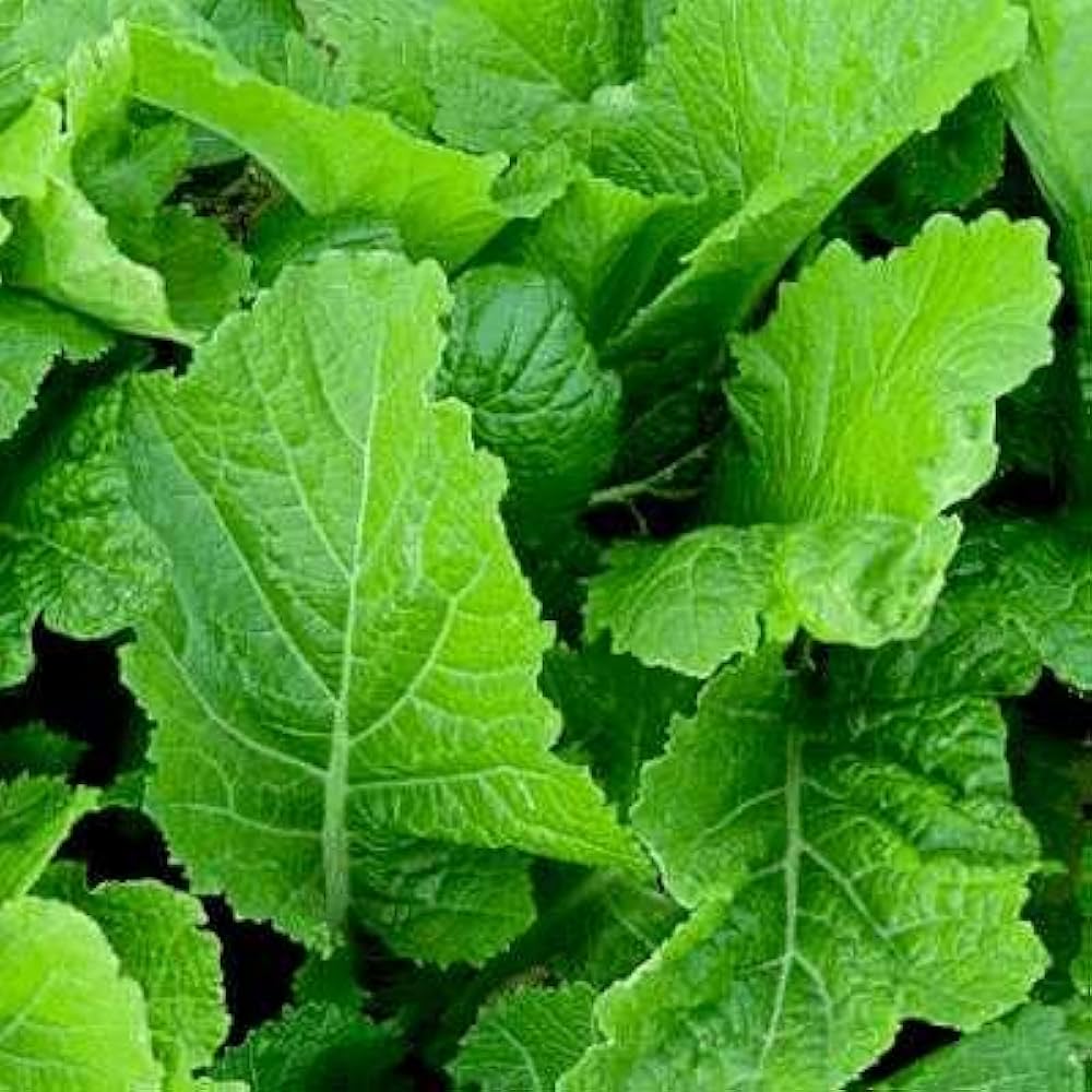 Fresh Mustard Greens Harvested from Home Garden
