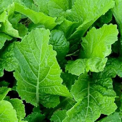 Fresh Mustard Greens Harvested from Home Garden