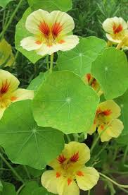 Green Nasturtium Growing in Container Garden