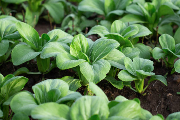 Green Pak Choi vegetable plants with crisp green leaves and tender pale stems