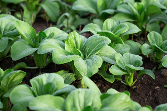 Green Pak Choi vegetable plants with crisp green leaves and tender pale stems