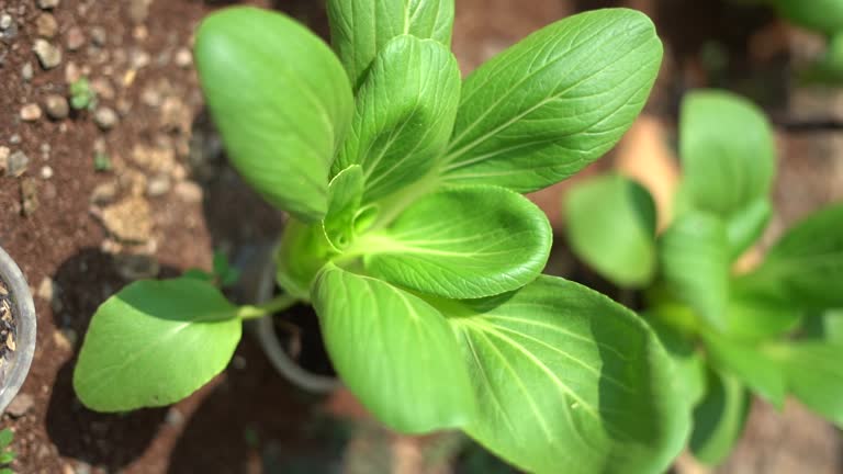 Green Pak Choi vegetable plants with crisp green leaves and tender pale stems