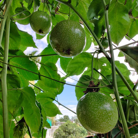 green passion fruit seeds