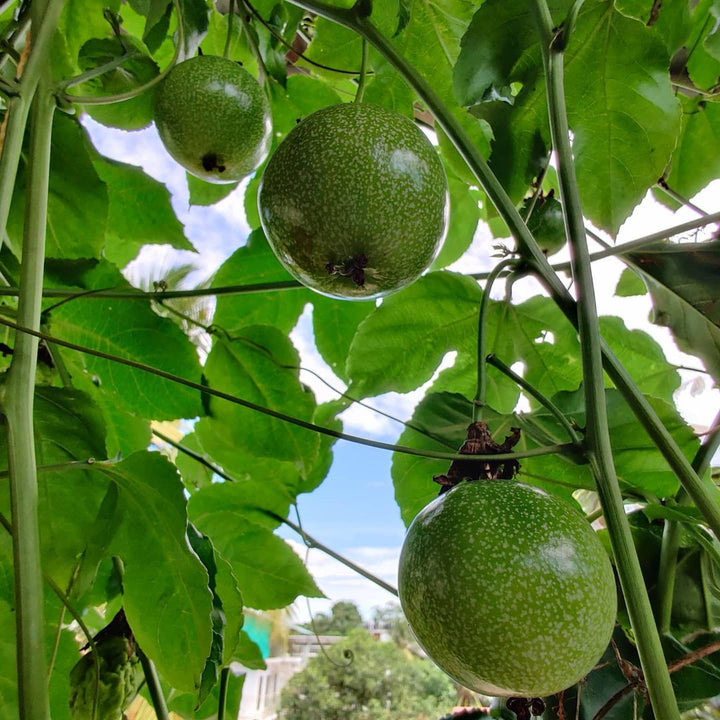 green passion fruit seeds