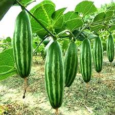 pointed Gourd Plant with Heart Shaped Leaves