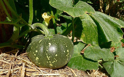 Green Pumpkin Seeds