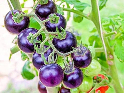 Green Purple Tomato Seeds for Planting – Heirloom Non-GMO Garden Seeds