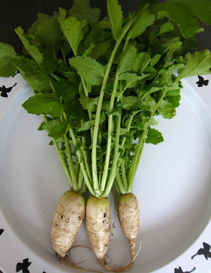 Green Radish Seeds for Planting – Heirloom Non-GMO Garden Seeds