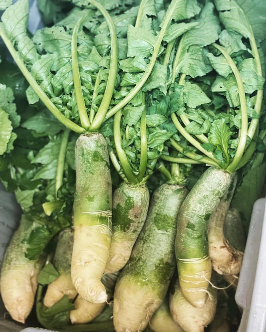 Green Radish Seeds