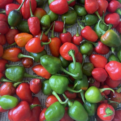 Dundicut Chili Seeds for Planting – Heirloom Non-GMO Garden Seeds