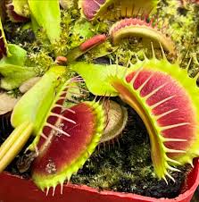 Green Red Venus Fly Trap Seeds for Planting – Heirloom Non-GMO Exotic Plant Seeds