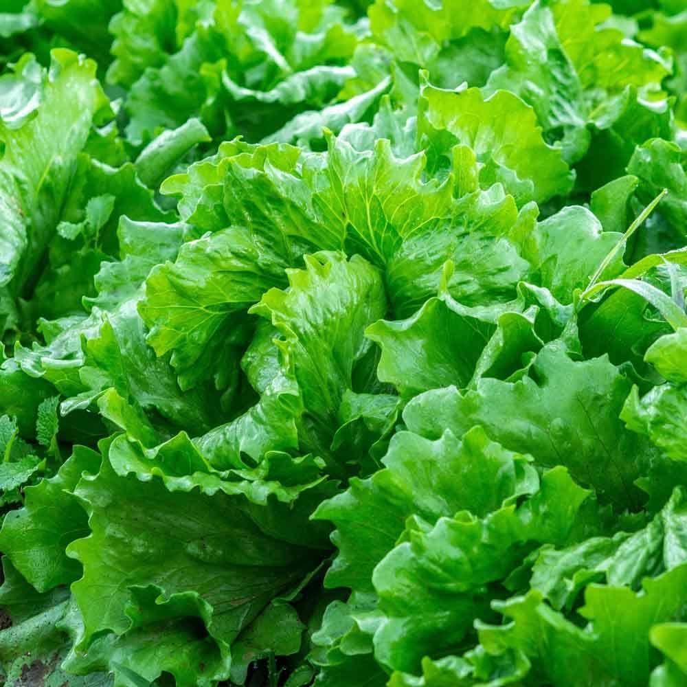 Mixed Salad Greens Seeds