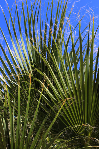 saw palmetto seeds