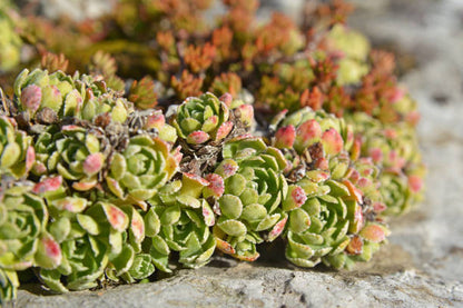 Green Sedum Montanum succulent plant grown from seeds with green foliage and delicate yellow flowers