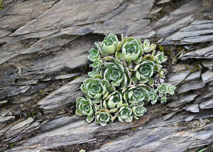 Green Sedum Montanum succulent plant grown from seeds with green foliage and delicate yellow flowers