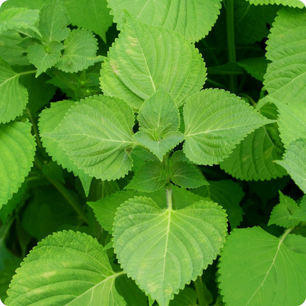 Green Shiso Herb Seeds for Planting – Heirloom Non-GMO Garden Seeds