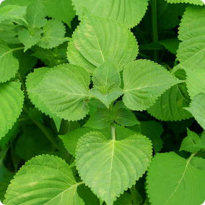 Green Shiso Herb Seeds for Planting – Heirloom Non-GMO Garden Seeds