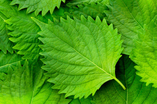Green Shiso Herb Seeds for Planting – Heirloom Non-GMO Garden Seeds