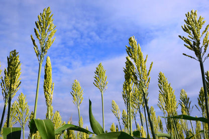 Green Sorghum Seeds for Planting with Tall Green Sorghum Plants and Mature Seed Heads