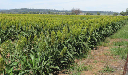 Green Sorghum Seeds for Planting with Tall Green Sorghum Plants and Mature Seed Heads